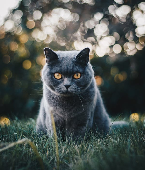 Mimi