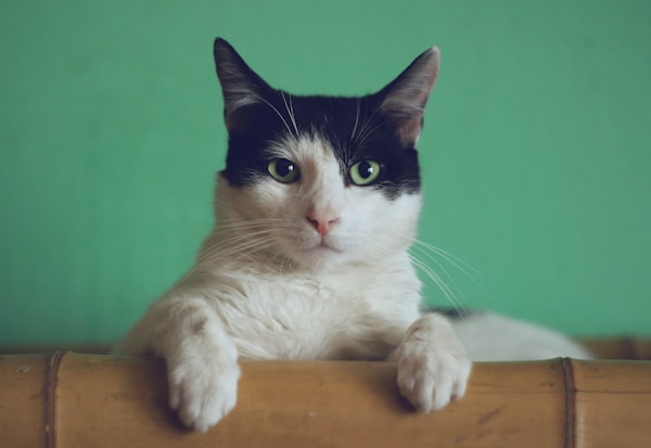 Areia para Gato Biodegradavel 4kg
