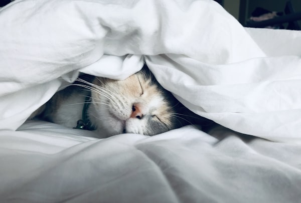 Cama Iglu para Gato - Pelinho Macio