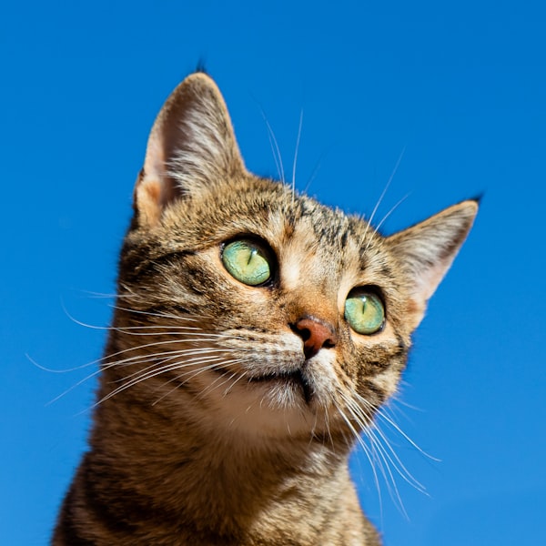 Racao Whiskas Gato Castrado 10kg